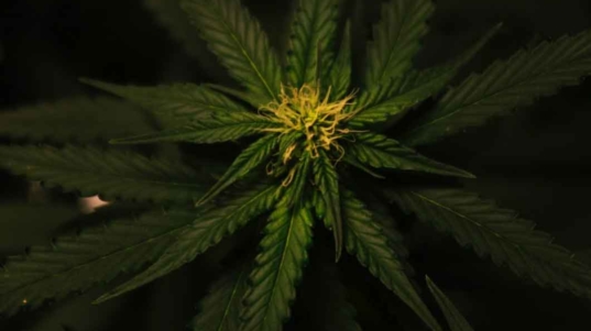 Report on Marijuana Legislation Resize